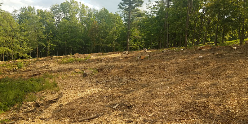 Ecological Benefits of Forestry Mulching