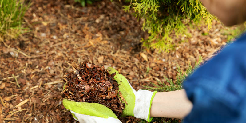 Did You Know We Do Forestry Mulching?